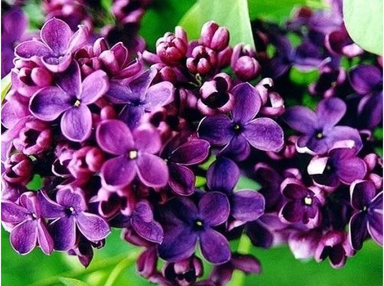 fiori lilla
