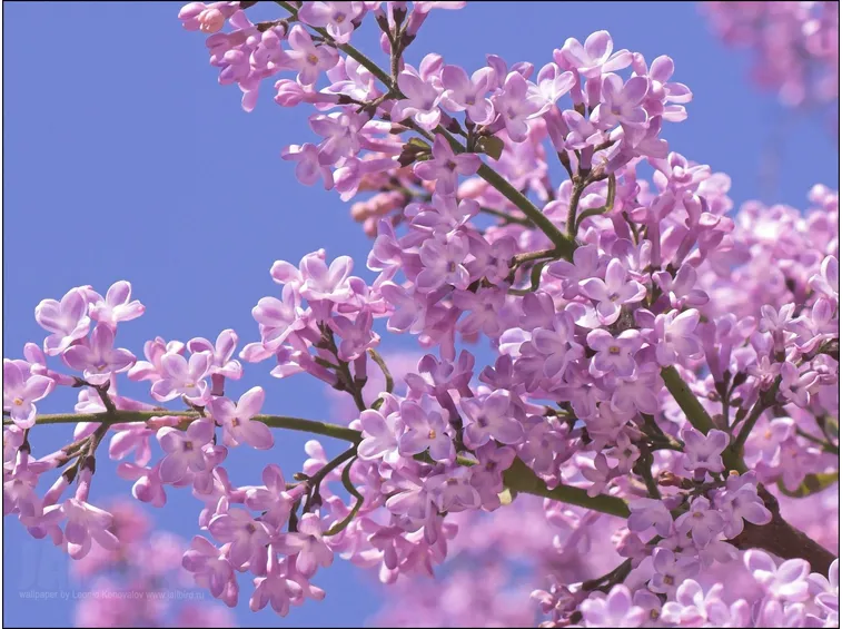 lilla plant