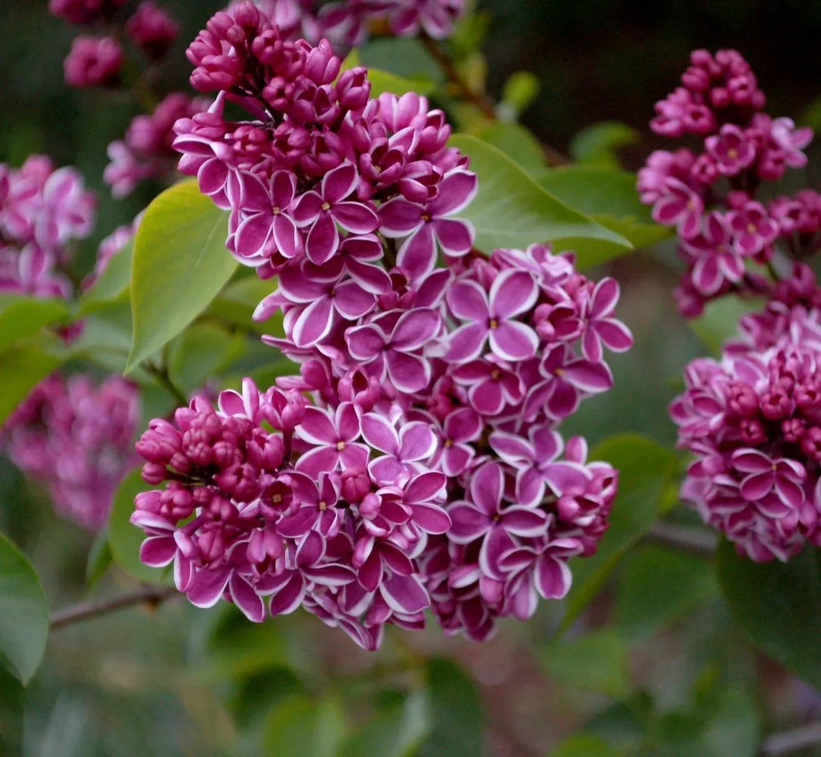 fiore lillà
