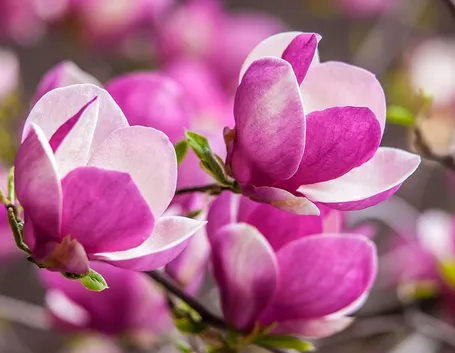magnolia 