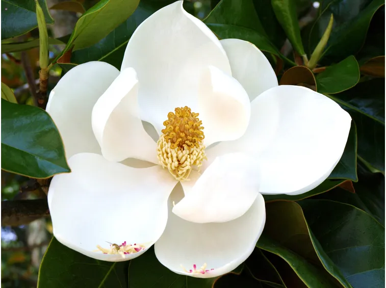 magnolia
