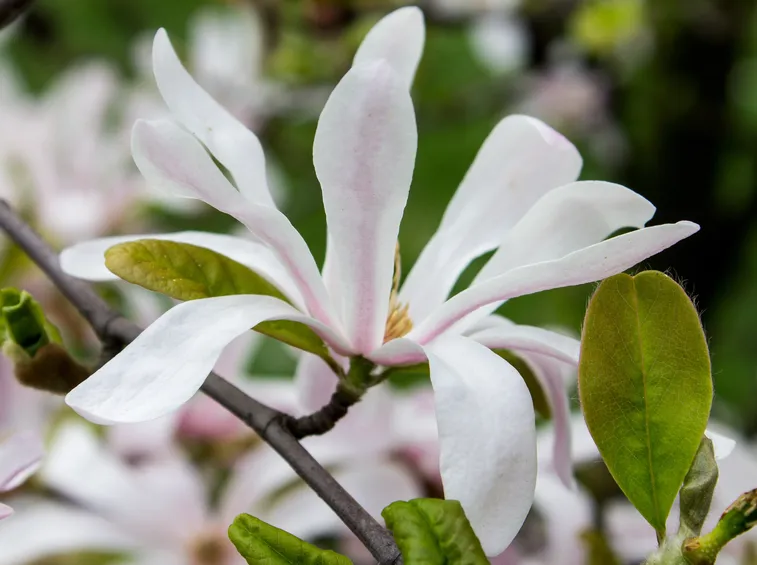 magnolia acuminata