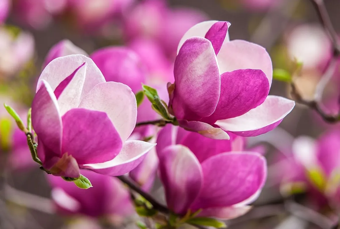 magnolia 