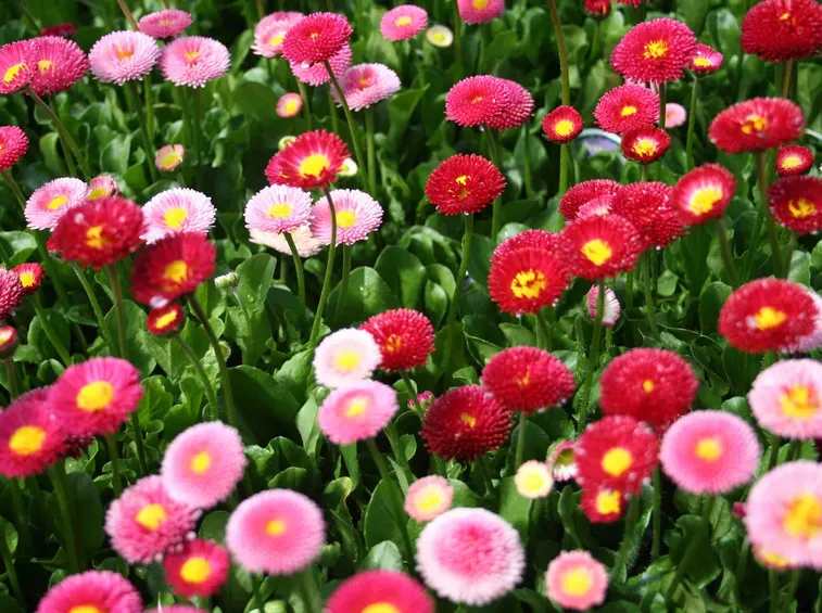 bellis perennis