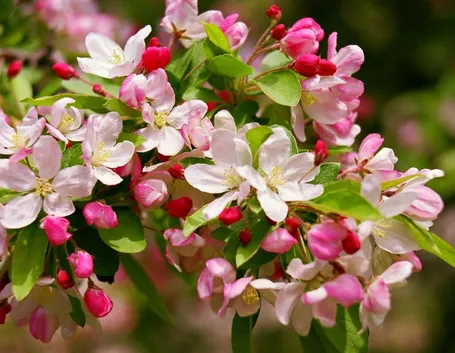 fiori melo