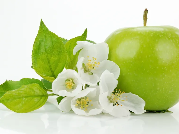 fiori mela verde