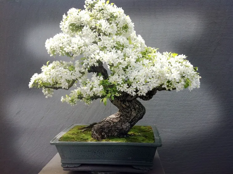 bonsai melo
