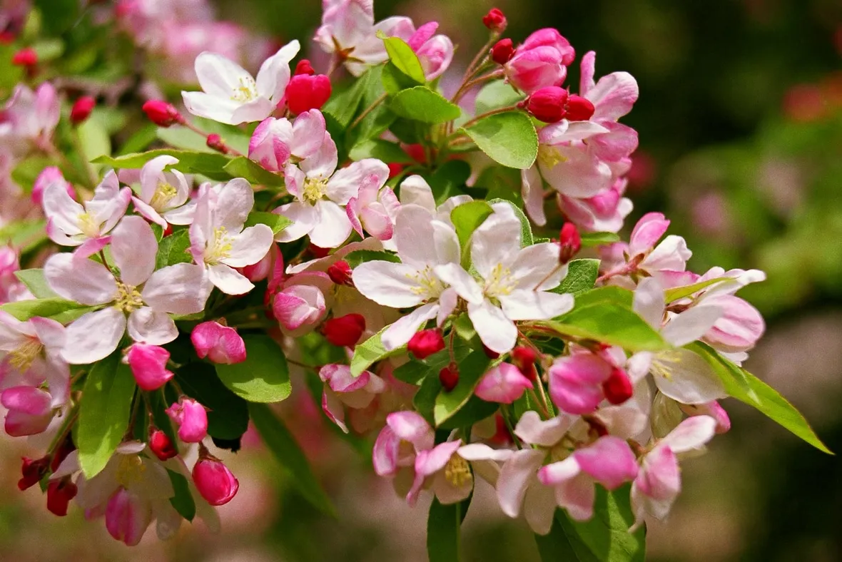 fiori melo