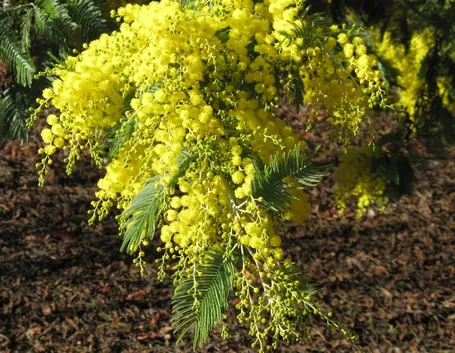 mimosa