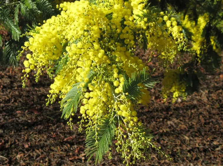 mimosa
