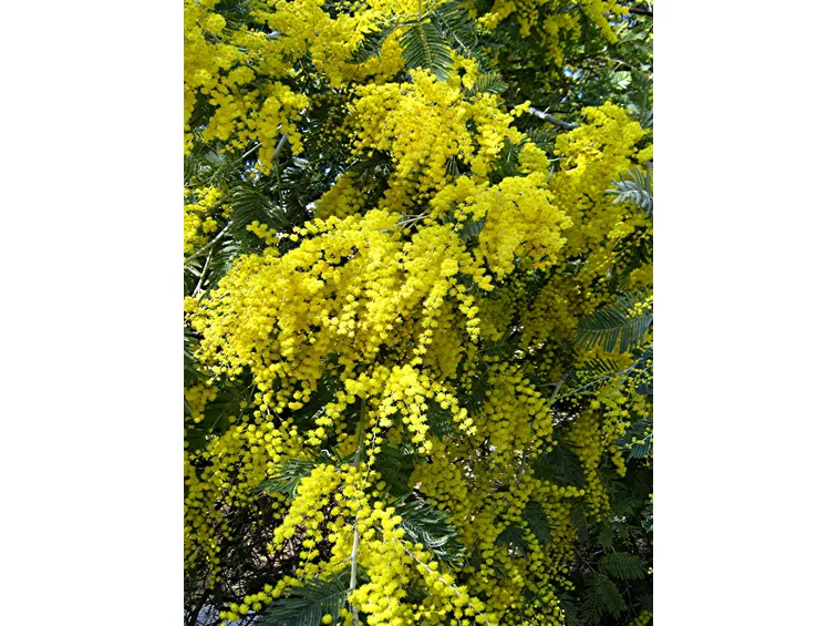 mimosa
