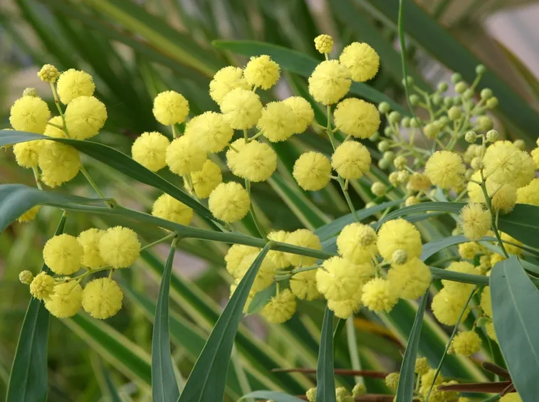 mimosa