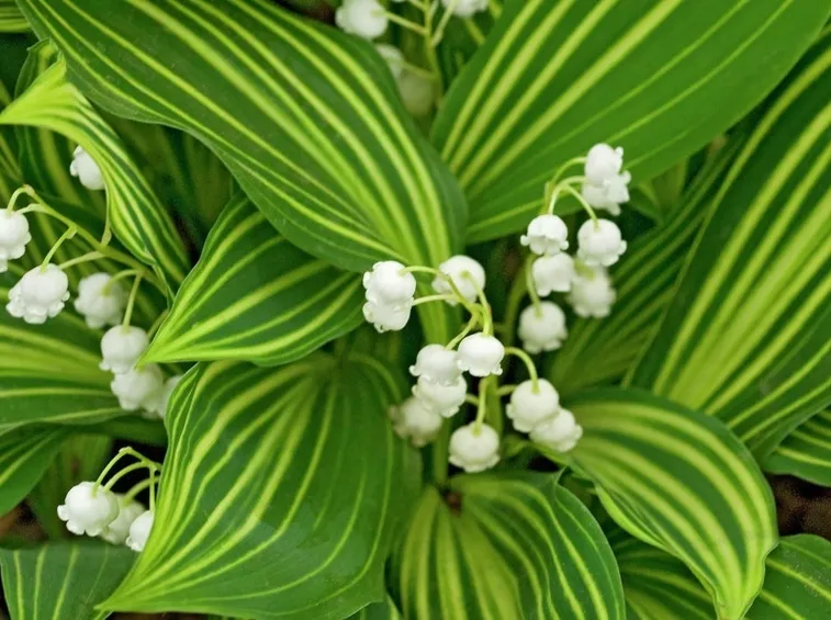 mughetto variegato