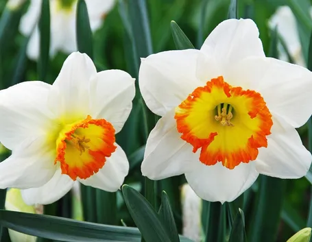 narcisi