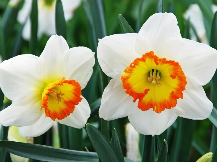 narcisi