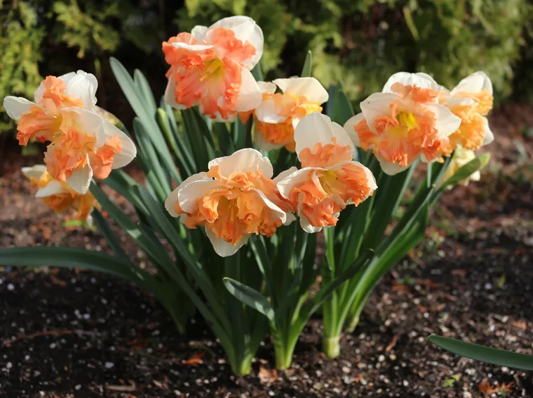 narciso