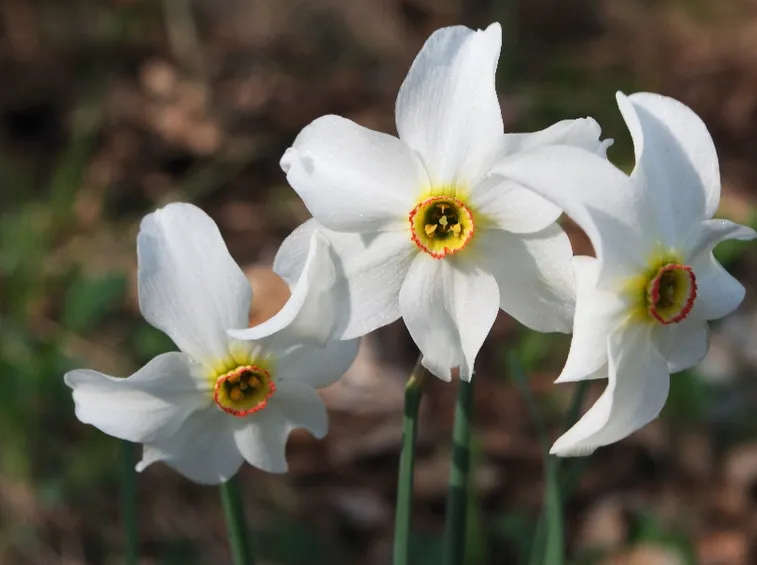 narciso