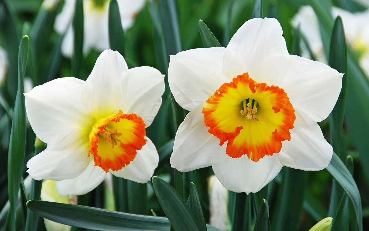 narcisi