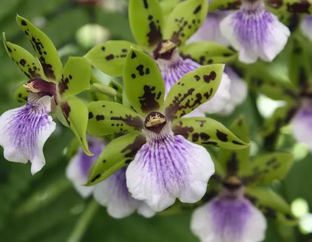 orchidea zygopetalum