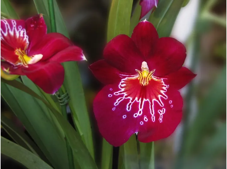 orchidea miltonia