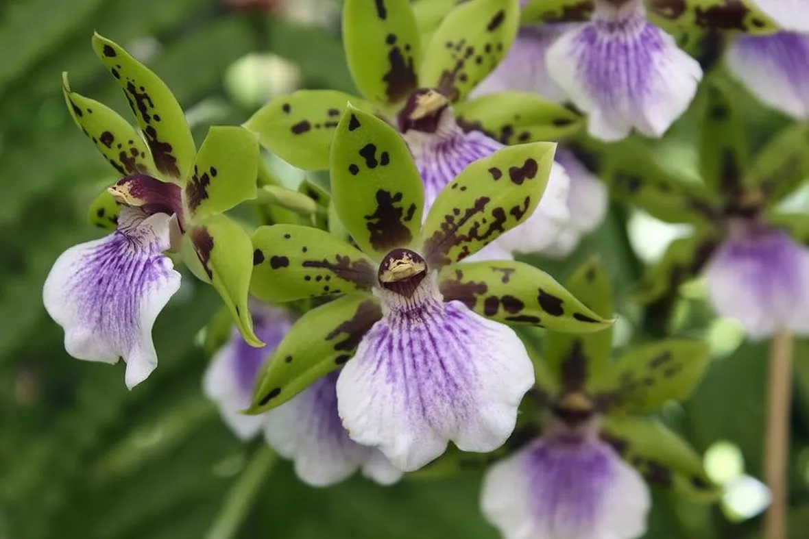 orchidea zygopetalum