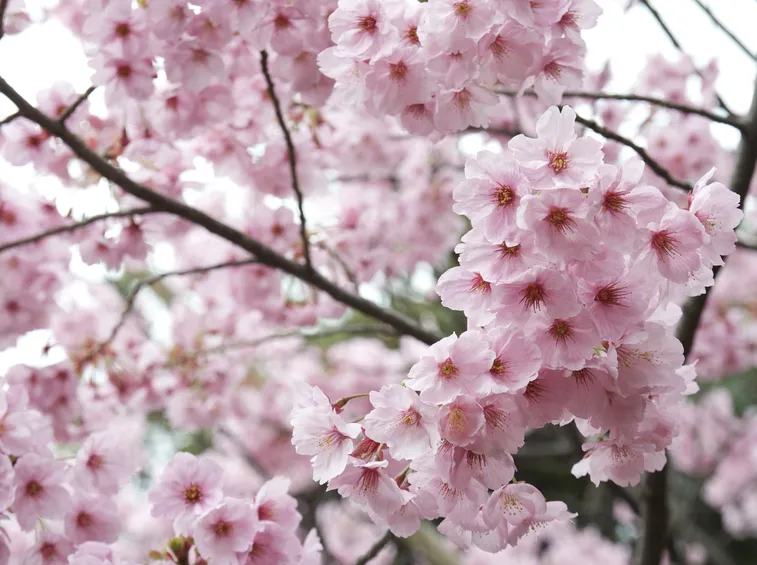 Albero fiori ciliegio