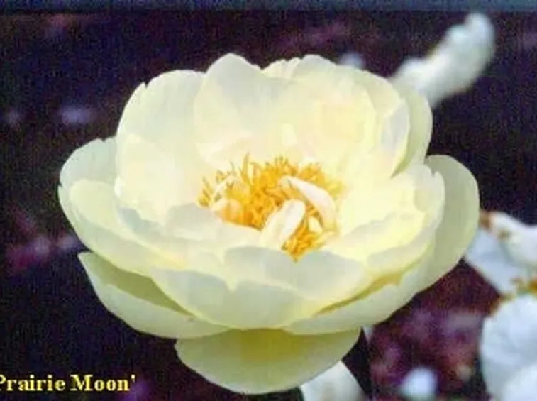 peonia