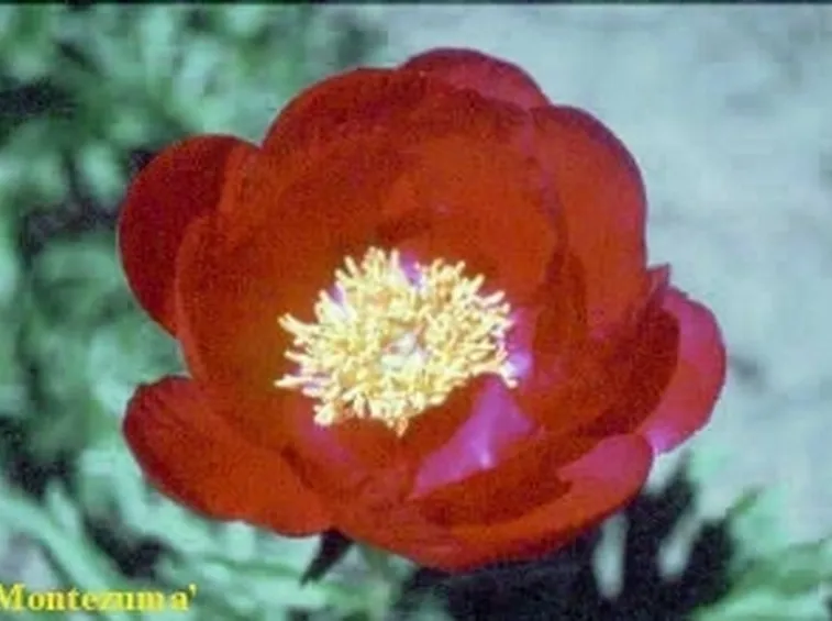 peonia