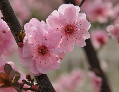 fiori pesco