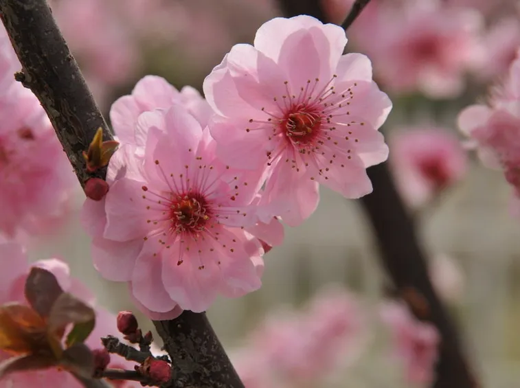 fiori pesco