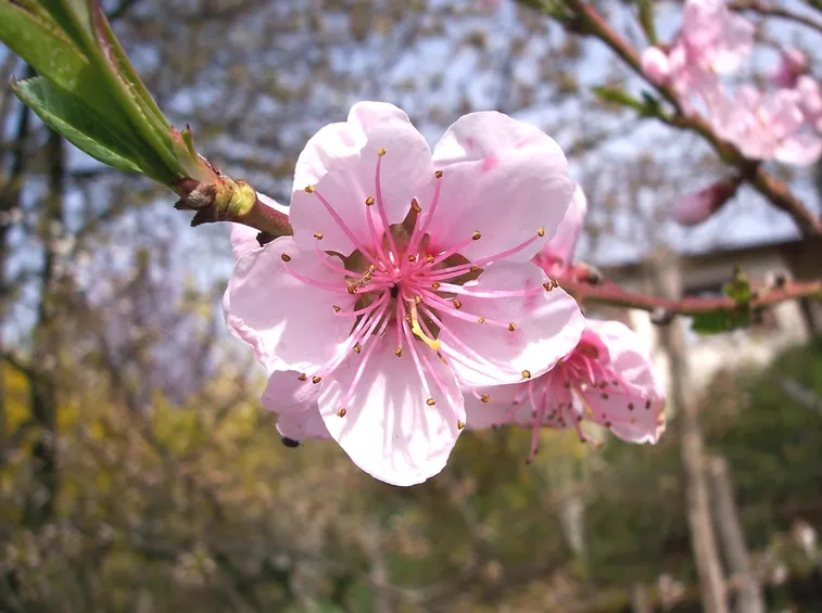 fiori di pesco