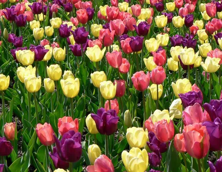 Gigli narcisi tulipani
