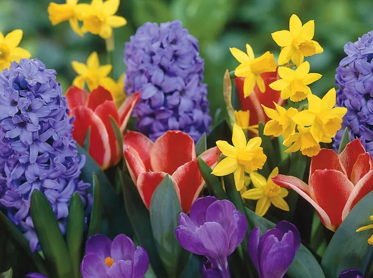 Fiori primaverili
