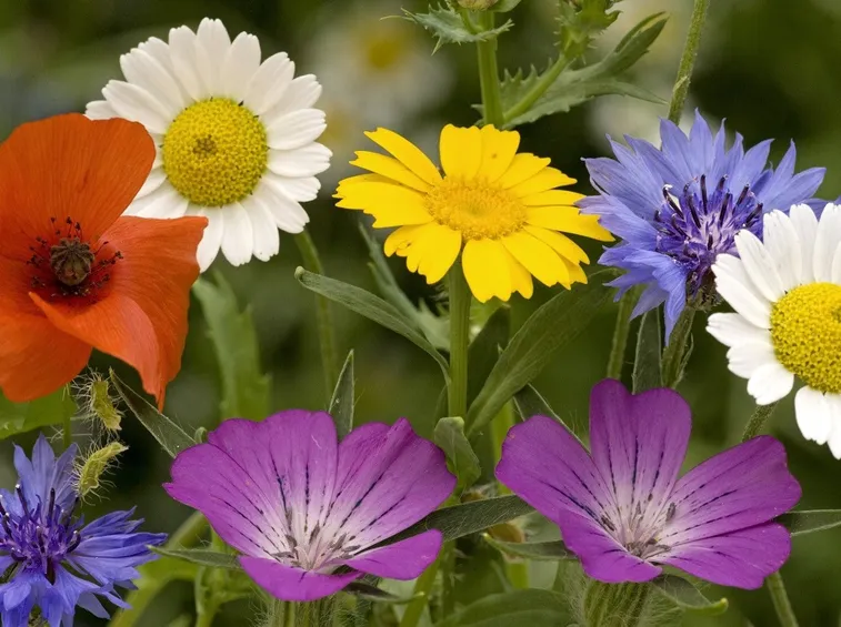 Margherite papaveri viole