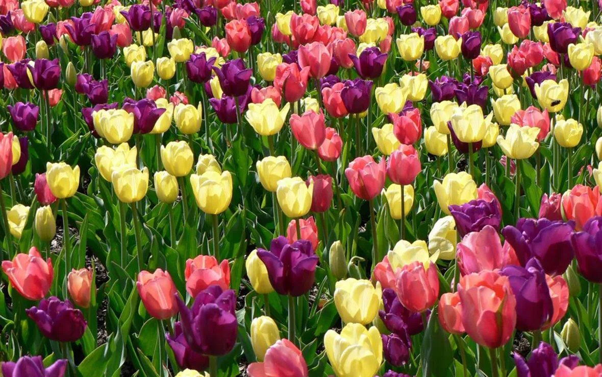 Gigli narcisi tulipani