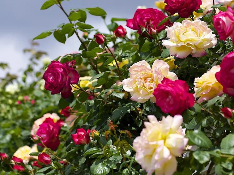 rose rampicanti