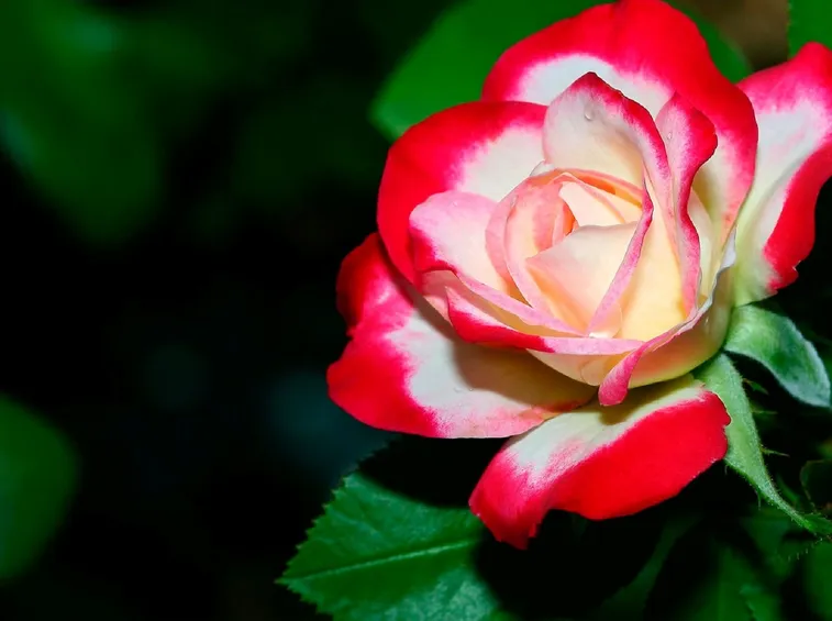 rosa gallica