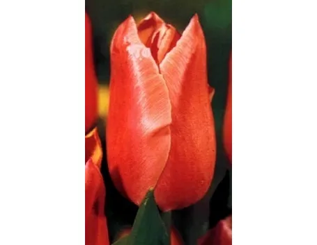 tulipano