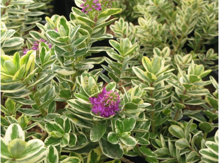 Veronica variegata