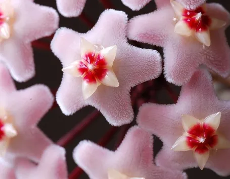 Germogli hoya carnosa