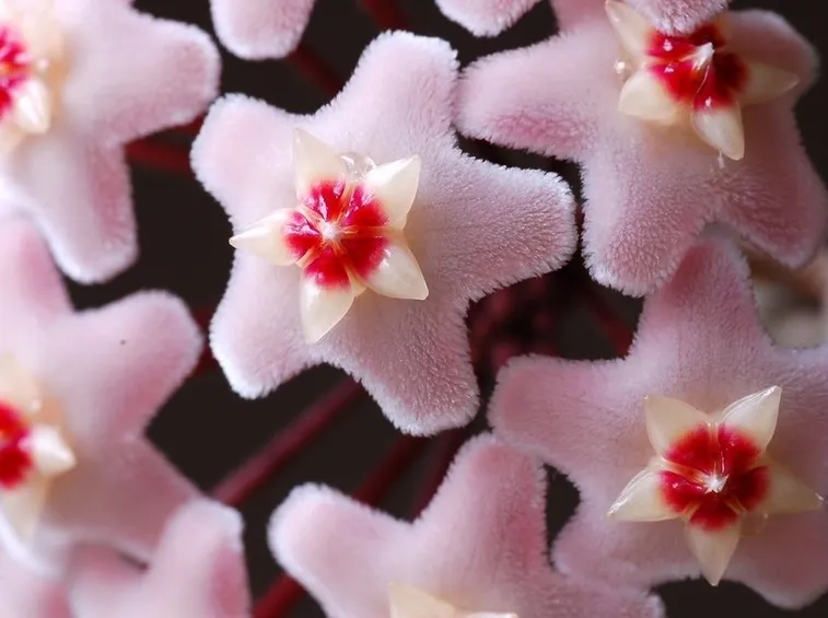 Germogli hoya carnosa