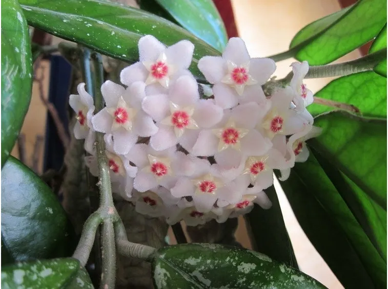 Fiore di cera