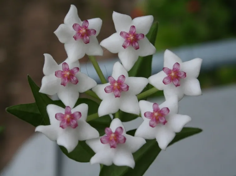 Hoya carnosa fioritura