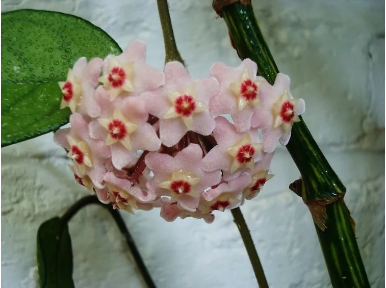Esemplare fiore cera