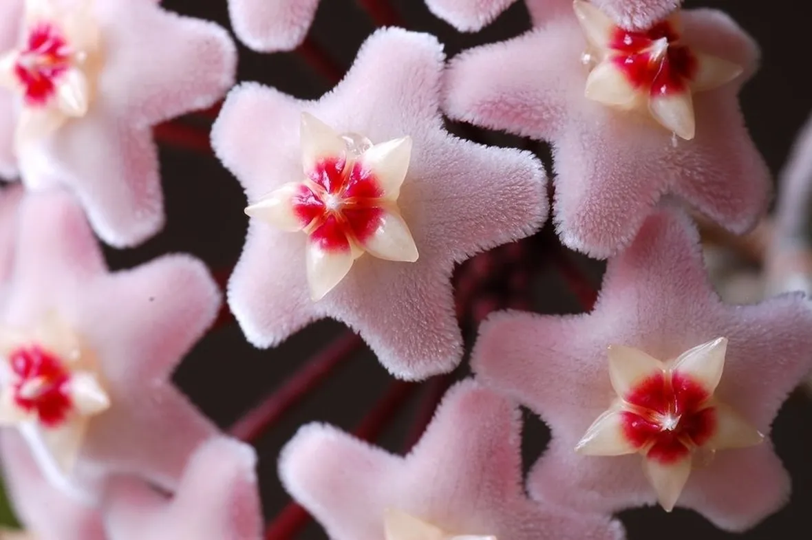 Germogli hoya carnosa