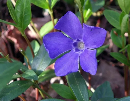 Fiore pervinca