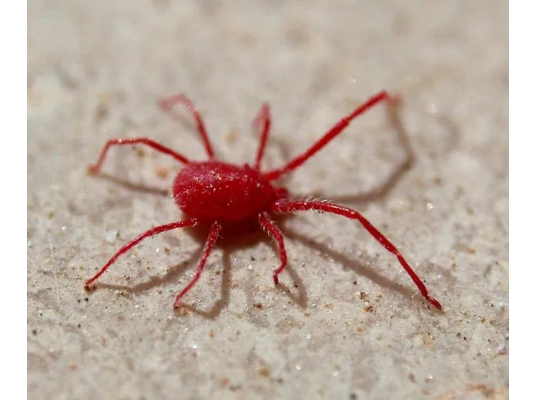 Ragnetto rosso