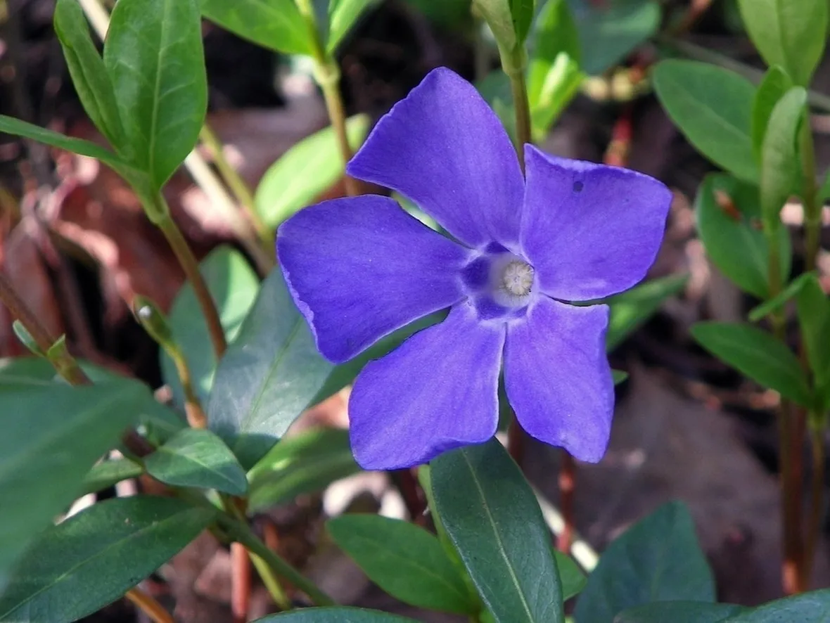 Fiore pervinca