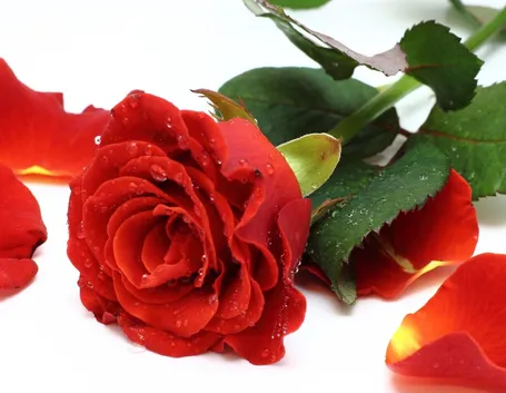 petali rose rosse