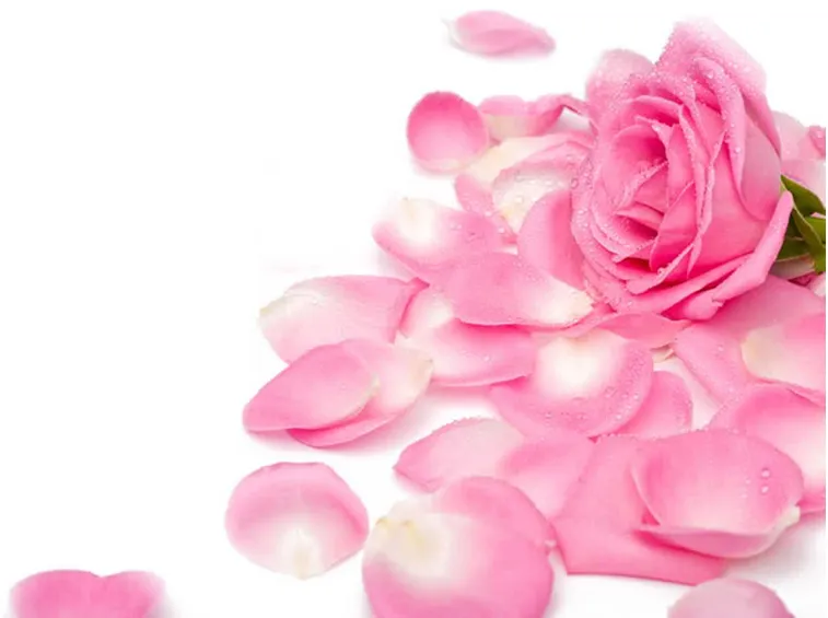 petali rosa rosa